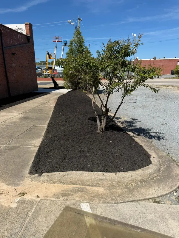 Fresh black mulch bed around a young tree on a parking-lot island